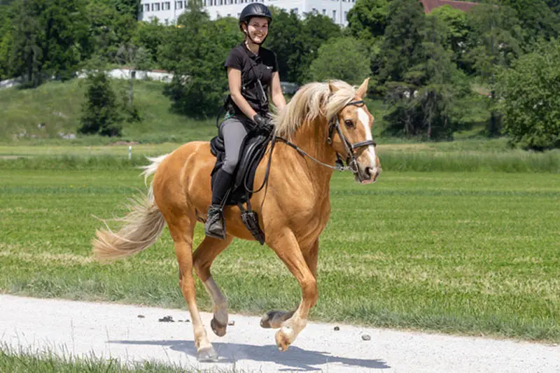 Distanzreitein im Training beim galoppieren über einen Schotter/-Sandweg