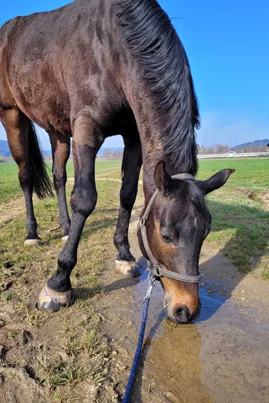 Pferd mit Klebebschlag auf der Pferdekoppel trinkt aus einer Pfütze.