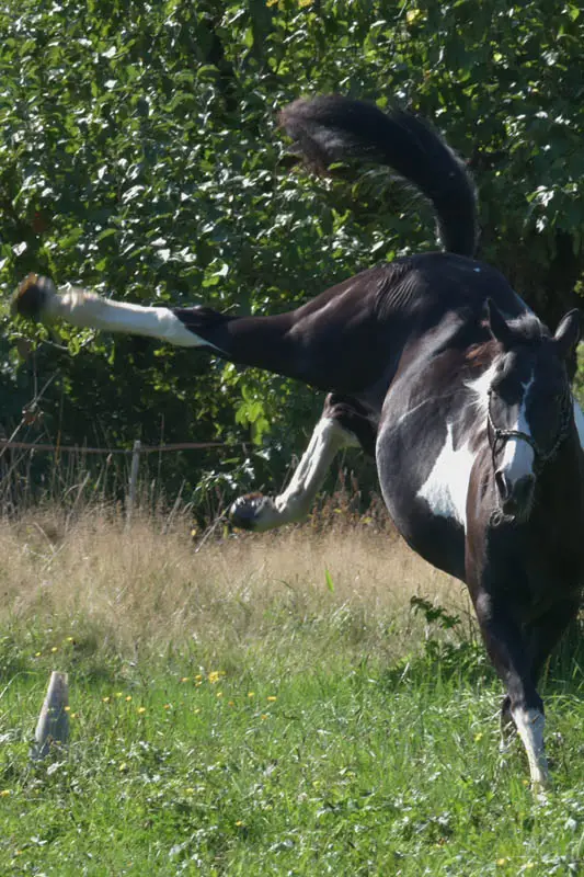 Pferd auf der Graskoppel, es kickt mit den hinteren Hufen in die Luft