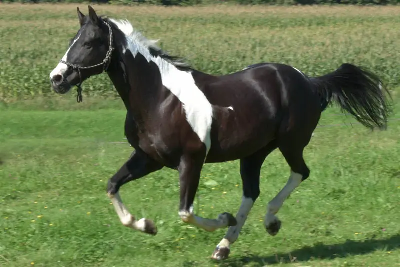 Pferd auf der Graskoppel