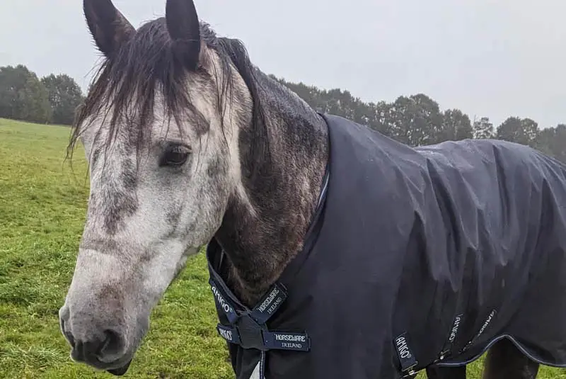 Pferd steht mit Regendecke auf der Koppel.