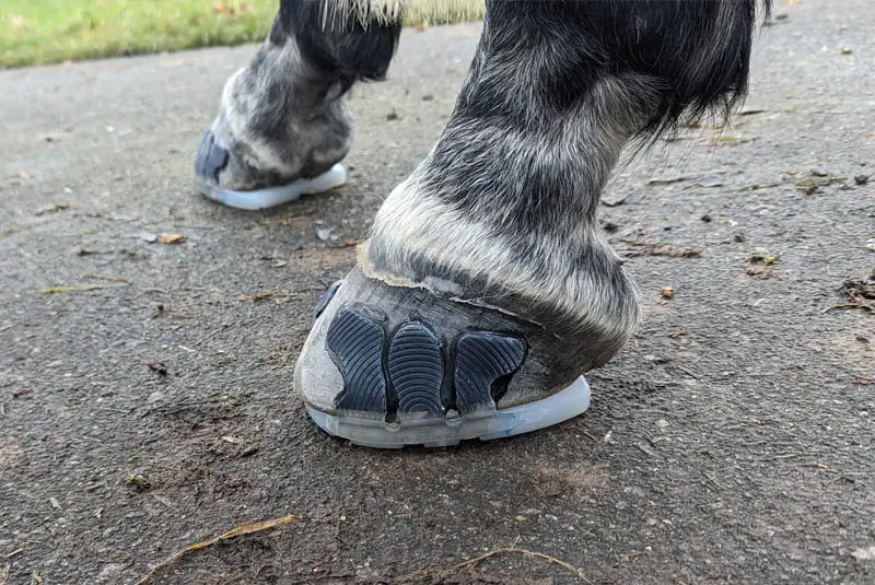 Detailaufnahme der beklebten Pferdehufe