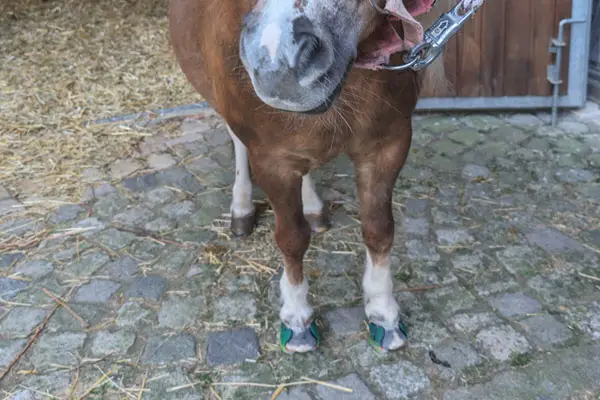 Hufe eines Shetland Ponies vor dem Stallgebäude. Vorne beklebt mit einem zehenoffenen Beschlag, hinten barhuf.