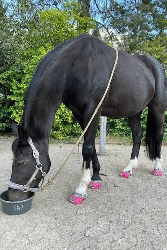 Hannoveranerstute beim Kraftfutterfressen