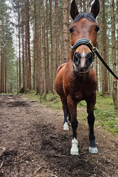 Pferd steht mit Klebebeschlägen am Führstrick im Wald.
