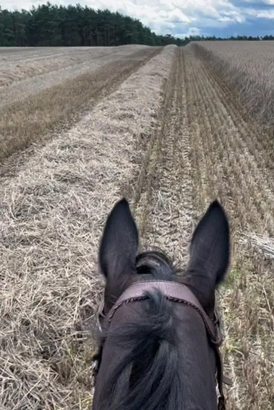 between the ears - Blick durch die Pferdeohren beim Reiten über ein Stoppelfeld in Norddeutschland