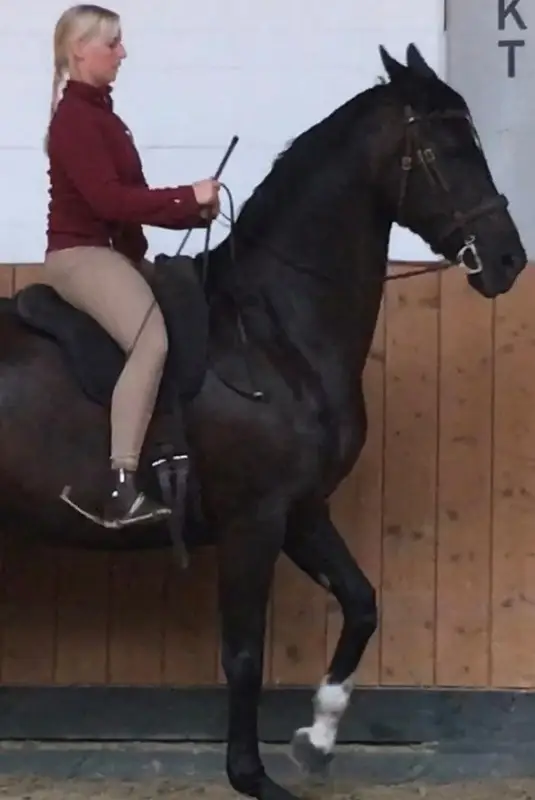 Hannoveranerstute beim Training in der Reithalle