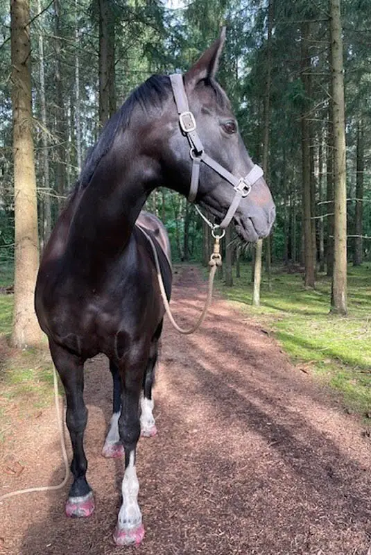 Hannoveranerstute beim Spaziergang im Wald mit Klebebeschlägen