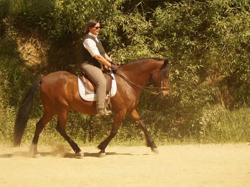 rider on a paso fino horse