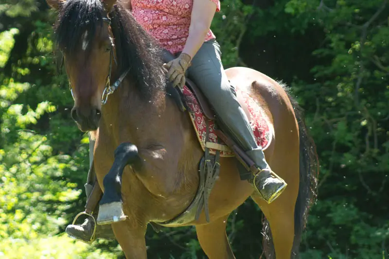 rider on a paso fino horse