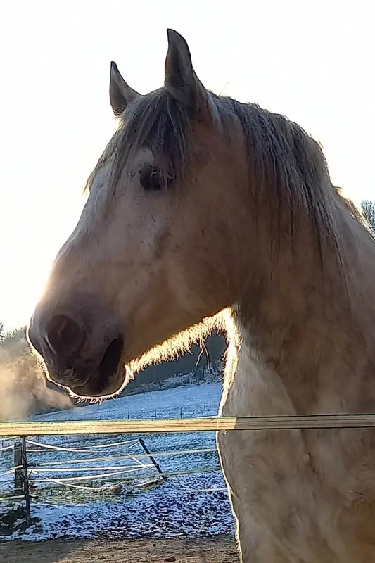 Percheron Wallach steht im Winter auf der Koppel.