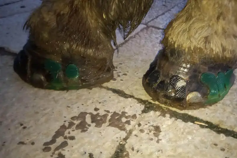 Hufe eines Percherons die vom Schnee und Matsch nass und dreckig sind, beklebt mit alternativen Hufeisen.