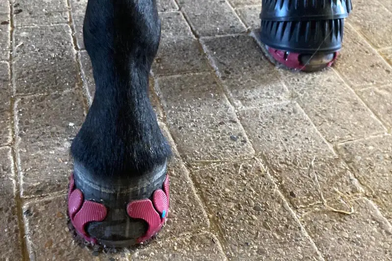 Vorderhufe eines Pferdes beklebt mit Klebeeisen mit pinken Laschen, ein Huf trägt zusätzlich eine Hufglocke