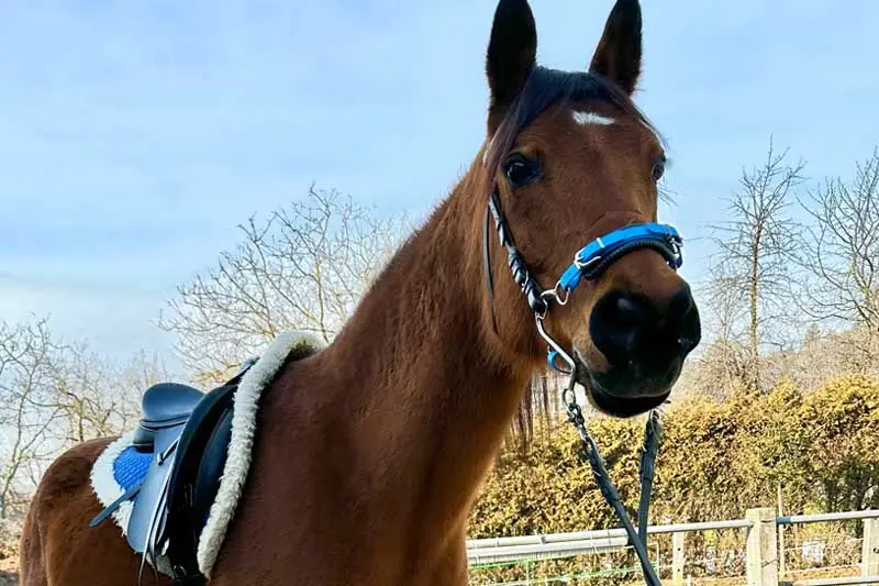 Pferd steht gesattelt vor einer Koppel.