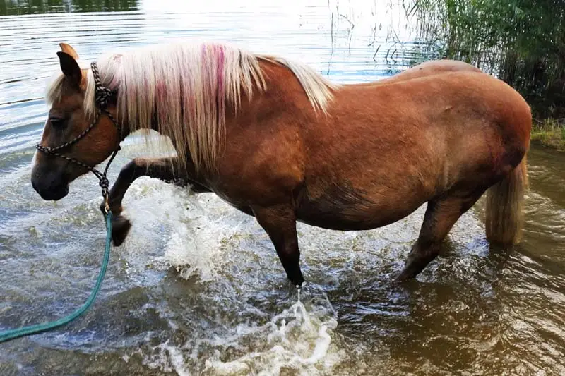 Horse on a lead rope in the river