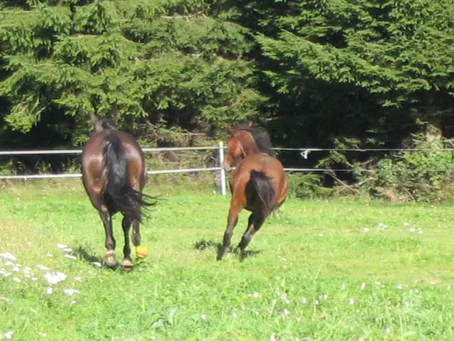 Two horses are galloping away in a grass paddock.