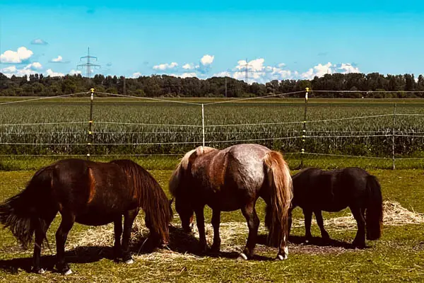 Poynherde beim Heu fressen auf der Koppel.