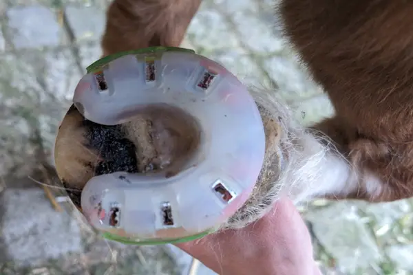 als zehenoffenes Modell modifizierter Kunsstoffbeschlag mit Klebelaschen am Huf eines Shetland Ponies.