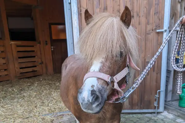 Ein Shetlandpony mit Halfter und Strick vor dem Pferdestall.