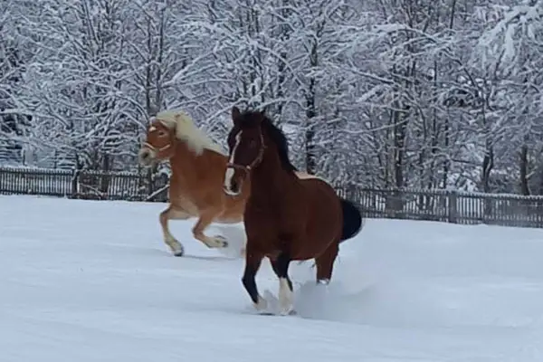 zwei Pferrde galoppieren durch den Schnee auf Ihrer Koppel 