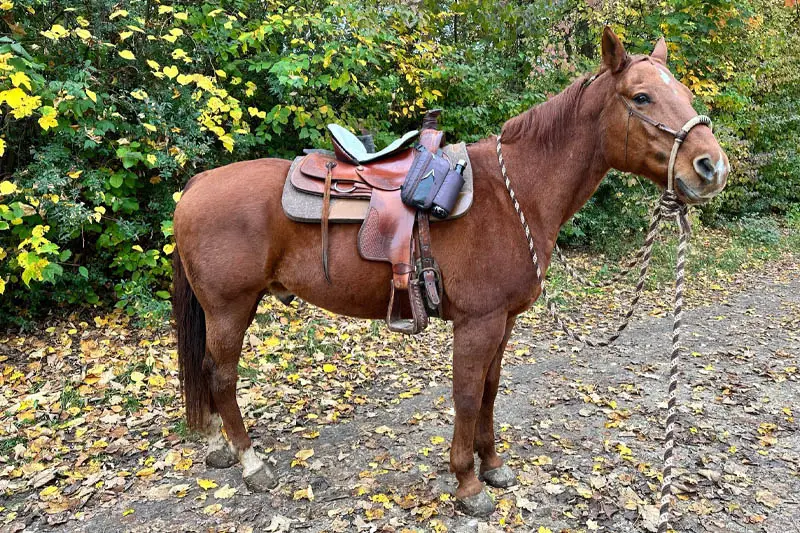 Pferd auf Waldwegen im Herbst mit Westernsattel und Satteltaschen.