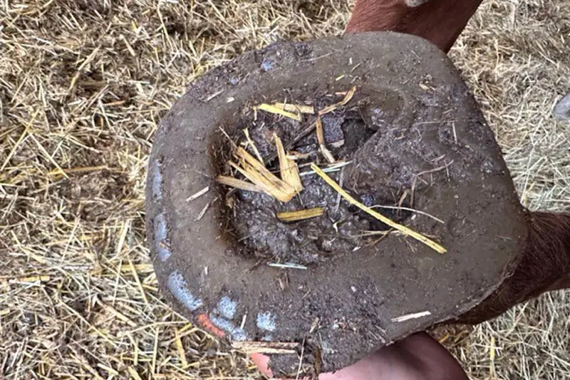 Das Foto zeigt einen abgenutzten Duplo nach 8 Wochen intensivem Reiten auf
							Abriebstarkem Untergrund.