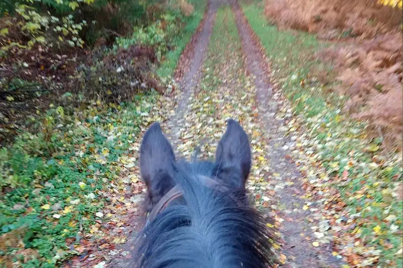 between the ears - Blick durch die Pferdeohren auf einen Reitweg in der Lübeburger Heide im Herbst.