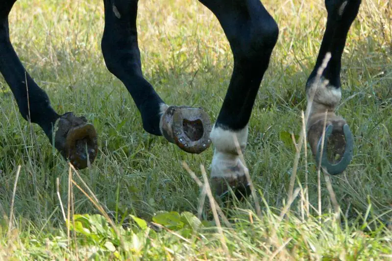 Hufe eines Quarterhorses beschlagen mit Sliders und alternativen Hufeisen