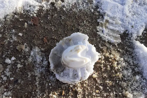 Schnee der aus dem Beschlag gefallen ist, ein perfekter Hufabrduck quasi um zu zeigen dass es nicht aufgestollt hat.