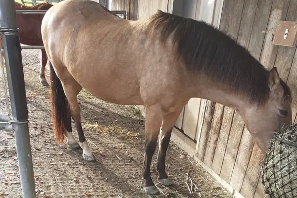 Pferd auf dem Paddock beim Heu fressen aus einem Heunetz.
