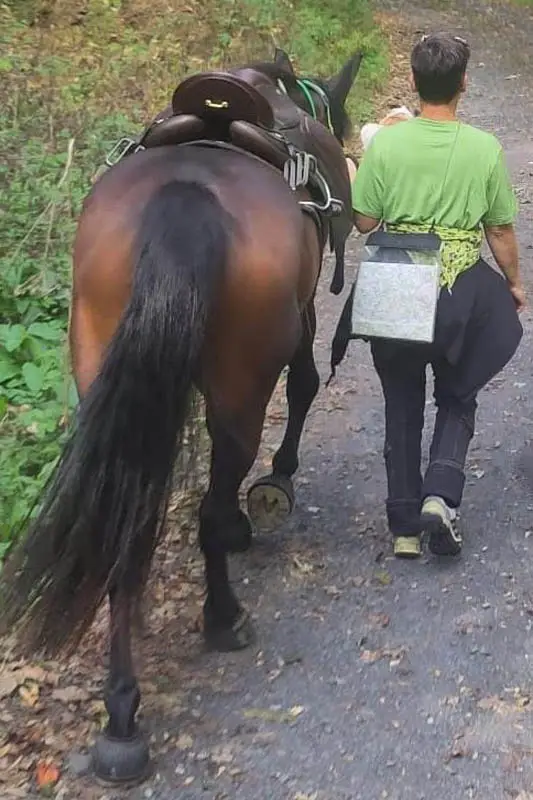 Reiterin führt ihre gesattelte Connemara Stute auf einem Kiesweg.