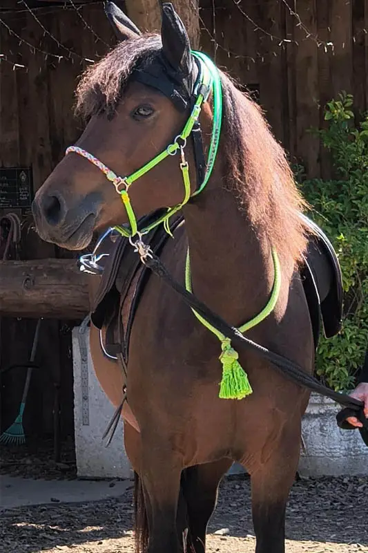Prpofilaufnahme einer Connemara Stute.