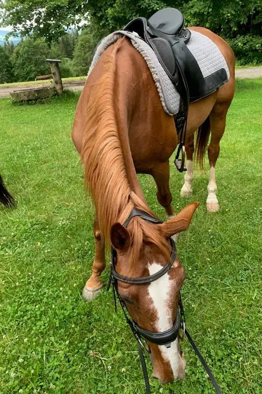 gesattelte Warmblutstute grast während einer Pause auf einem Ausritt.