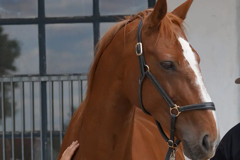 Warmblutstute mit Lederhalfter vor dem Stallgebäude.