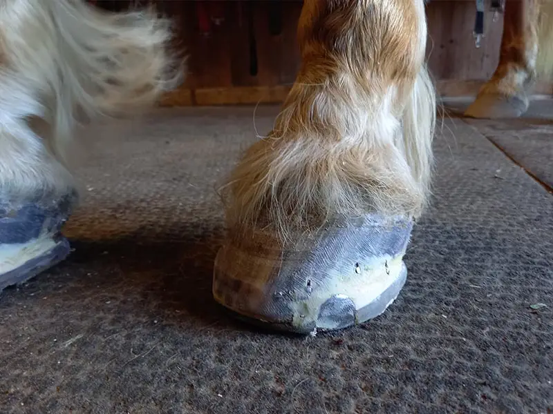 A shod hoof of a Haflinger. Equilox Adhesive Horn Substitute in a light color was used to prepare the hoof for nailing on the horseshoe.