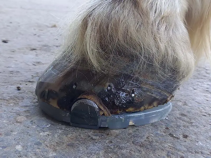 Lateral view of a Haflinger's hoof shod with plastic shoes.