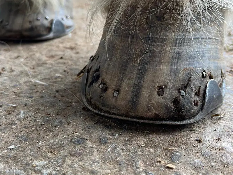 View of a shod hoof with poor horn quality and many old nail holes.