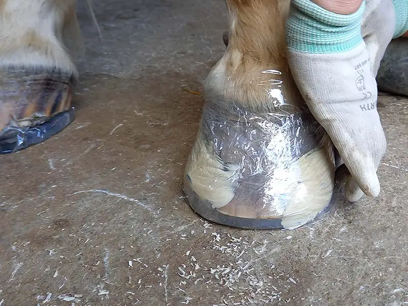 The hoof repaired with Equilox Horn Replacement is wrapped with stretch film so that the compound can be fully molded.