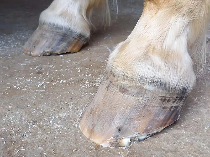 Sabot de cheval endommagé qui ne peut être ni collé ni cloué sous cette forme.