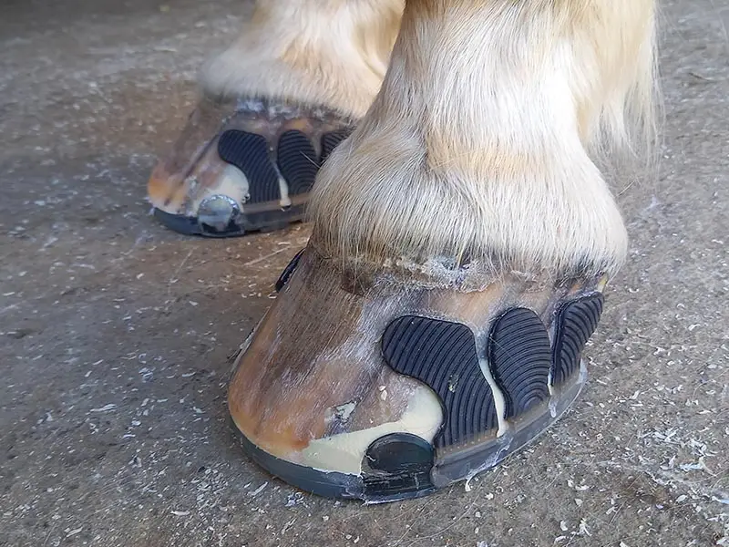 Les sabots finis. On voit encore clairement la zone où l'Equilox a été appliqué.