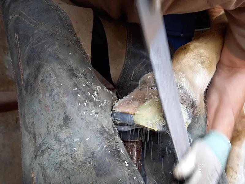 The farrier works on the part of the hoof repaired with Equilox horn replacement using the hoof rasp.