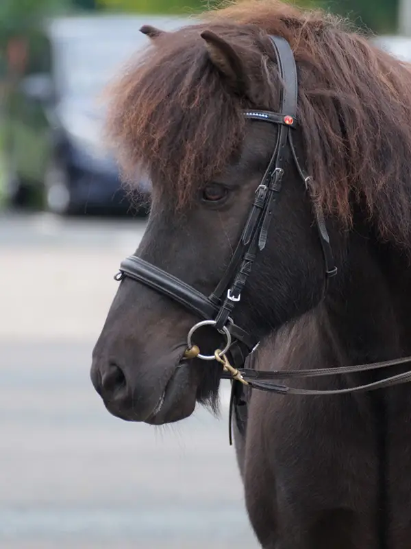 Profilo di un cavallo islandese nero con briglia prima della monta sulla pista ovale.
