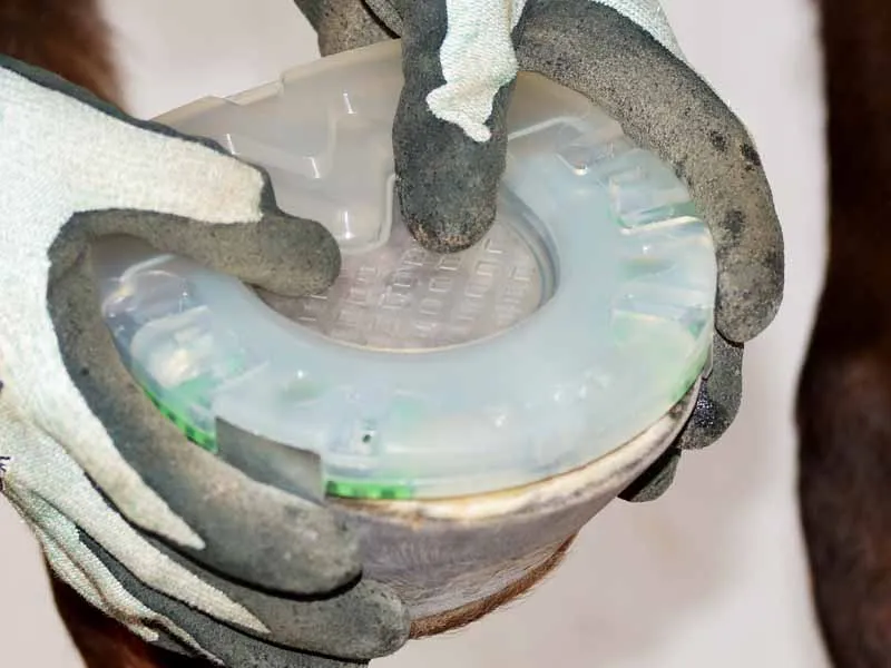 El herrador comprueba el ajuste de una herradura amortiguadora con suela cerrada y pestañas laterales en el casco del caballo.