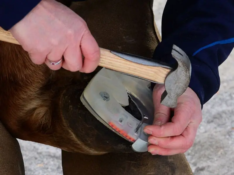 Hufschmied beim Beschlagen eines Hufes mit einem Winterbeschlag mit Seitenkappen und Stollenlöchern