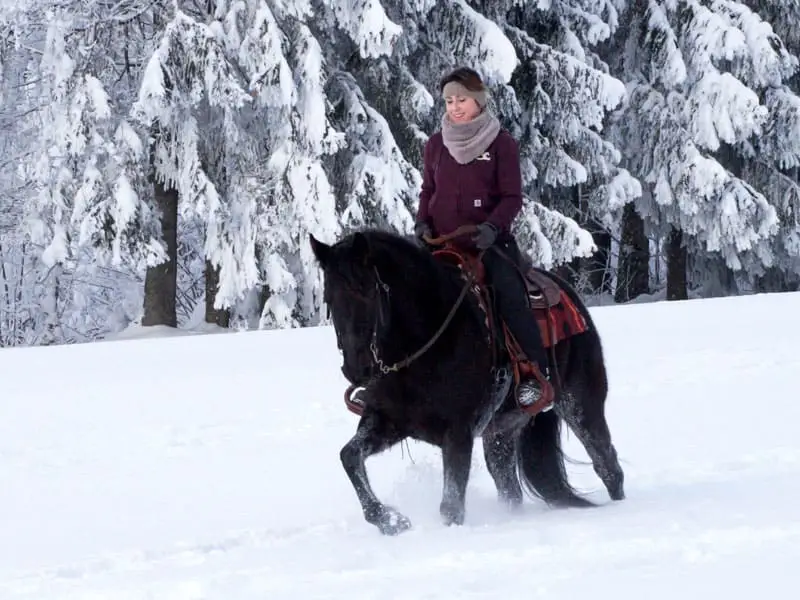 eine Reiterin reitet auf einem schwarzen Missouri Foxtrotter durch den Schnee; im Hintergrund sieht man verschneite Tannen