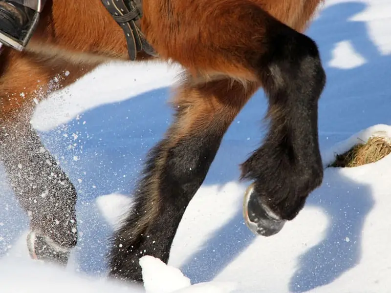 Detailaufnahme der Hufe eines Islandpferdes mit alternativem Hufschutz mit Stollenlöchern und Seitenkappen, wie es durch Tiefschnee läuft