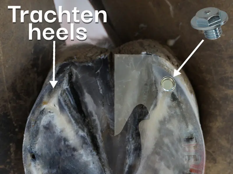 Detailaufnahme eines ausgeschnittenen Pferdehufes, Pfeile zeigen auf die Trachten und die richtige Position für die Stollen am Pferdehuf