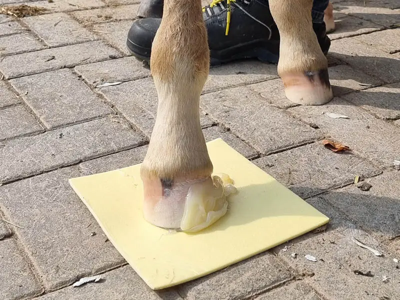 Detailaufnahme eines Vorderhufes eines Fohlens. Der Huf steht auf einem Foam Board - einer quadratischen Schaumstoffplatte - und wurde eine Hufkorrektur mit SHUFIX vorgenommen. 