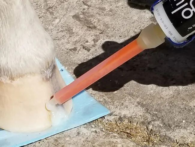 Le maréchal-ferrant comble une fissure dans la paroi du sabot avec la colle PU bi-composant SHUFIX.