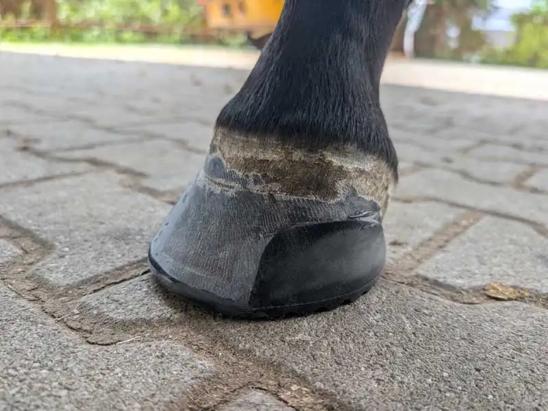 Detailaufnahme eines mit einem GluShu beklebten Hufes. Der Klebeschuh wurde im Zehenbereich modifiziert.